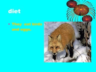 diet They eat birds and eggs.