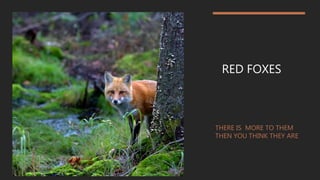 to be s
RED FOXES
THERE IS MORE TO THEM
THEN YOU THINK THEY ARE
 