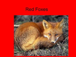 Red Foxes  