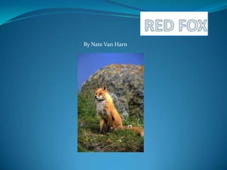 RED FOX By Nate Van Harn 
