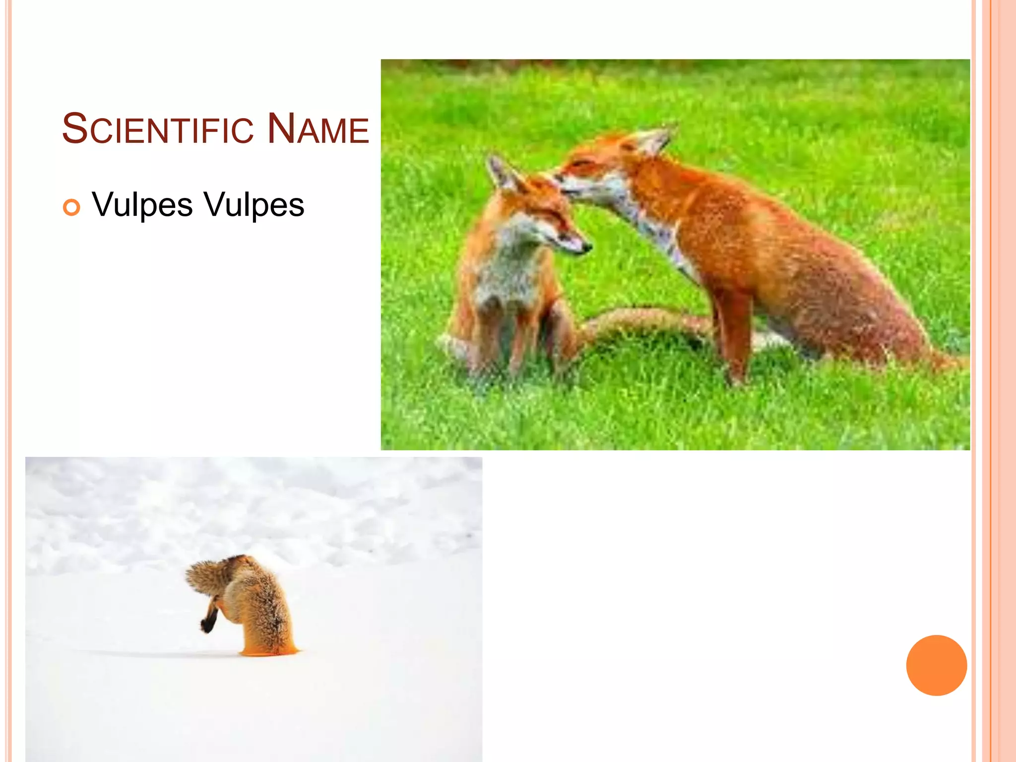 SCIENTIFIC NAME
Vulpes Vulpes