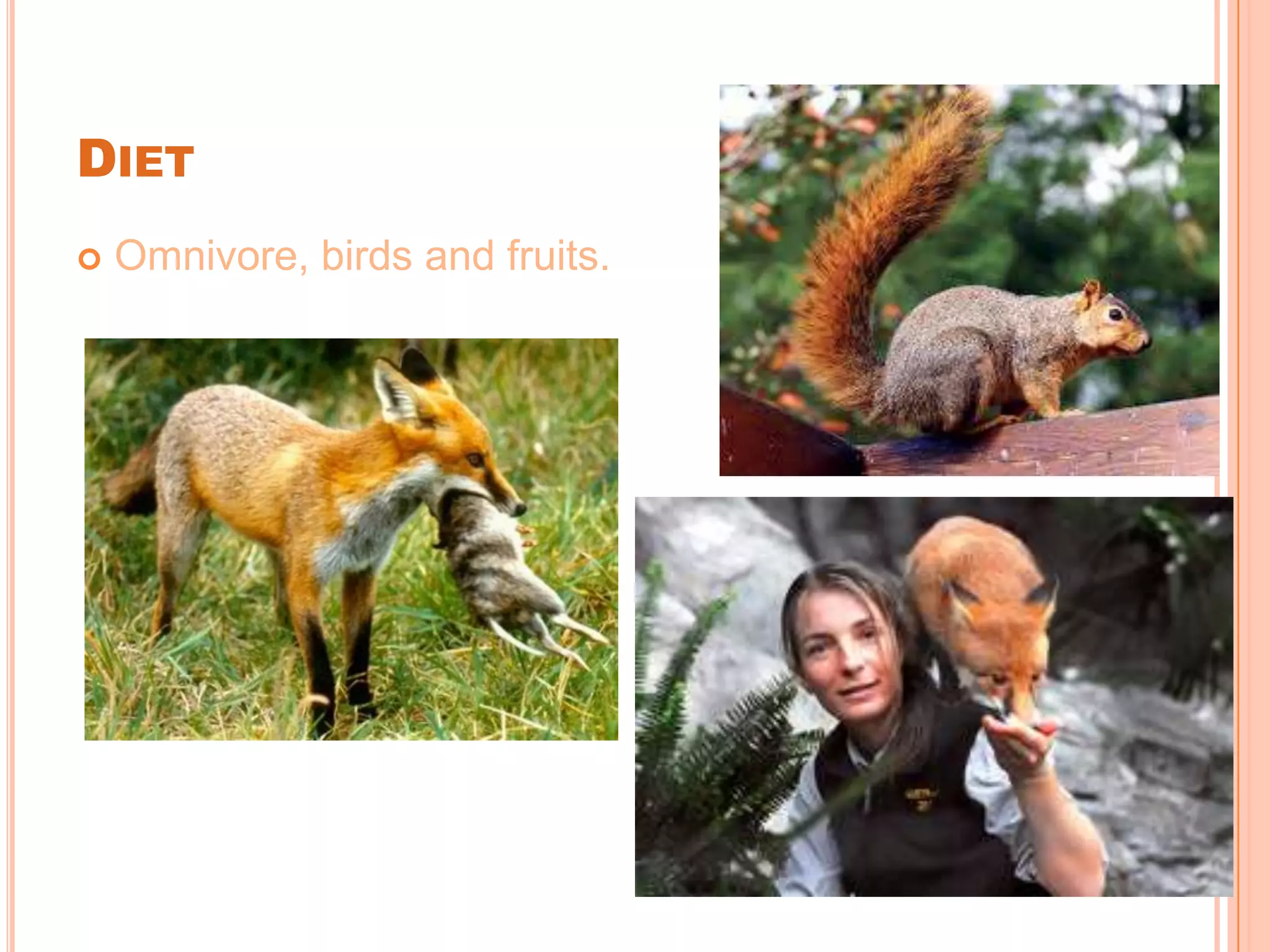 DIET
Omnivore, birds and fruits.