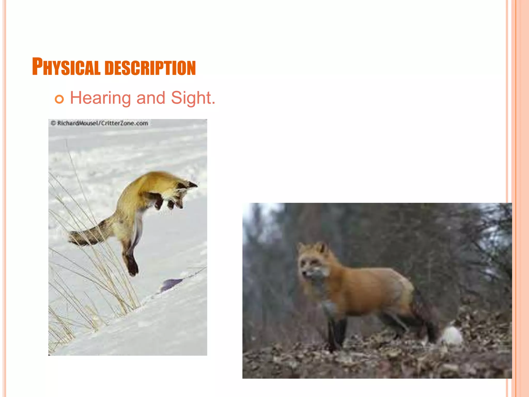 PHYSICAL DESCRIPTION
Hearing and Sight.