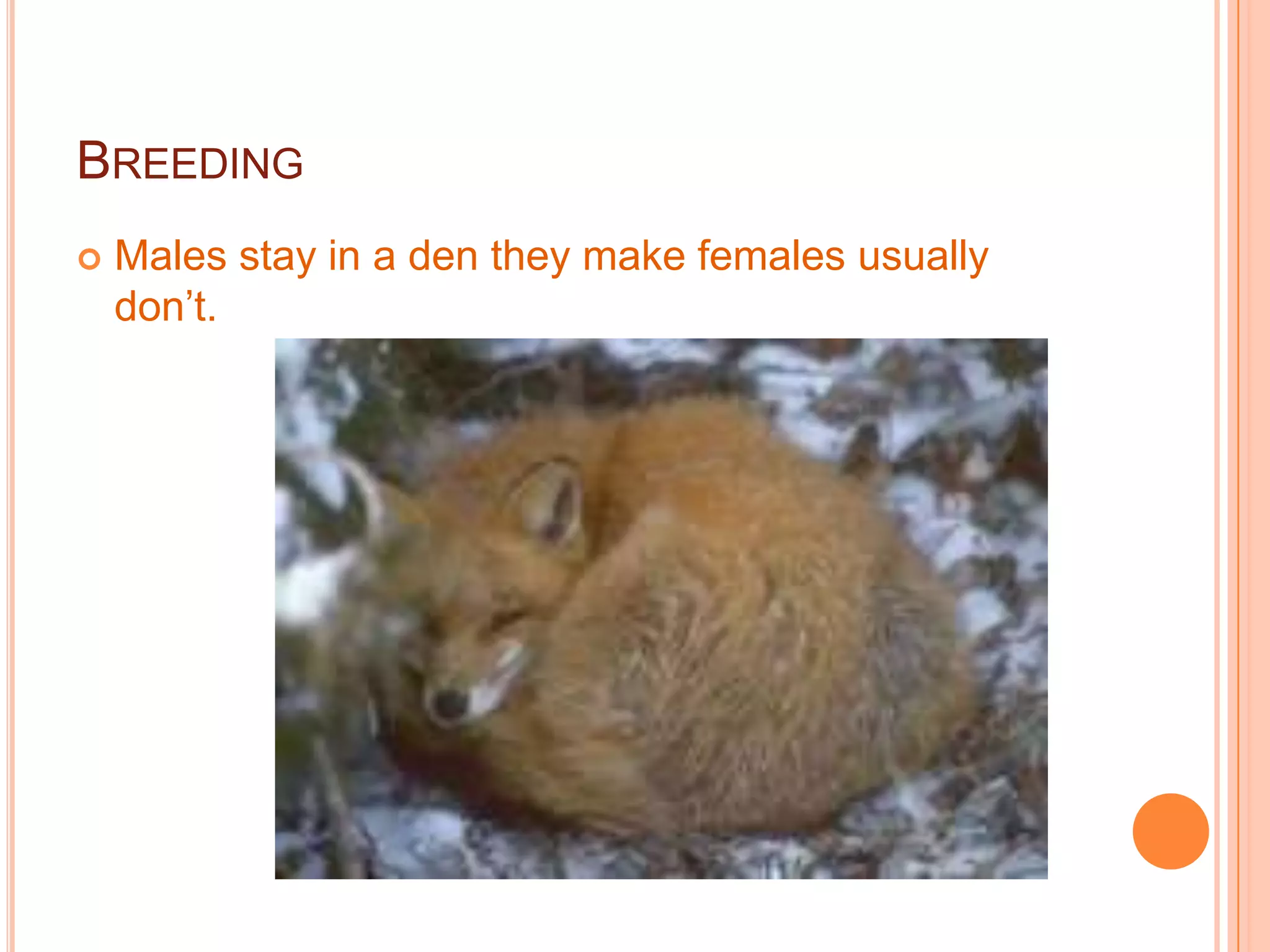 BREEDING
Males stay in a den they make females usually
don’t.