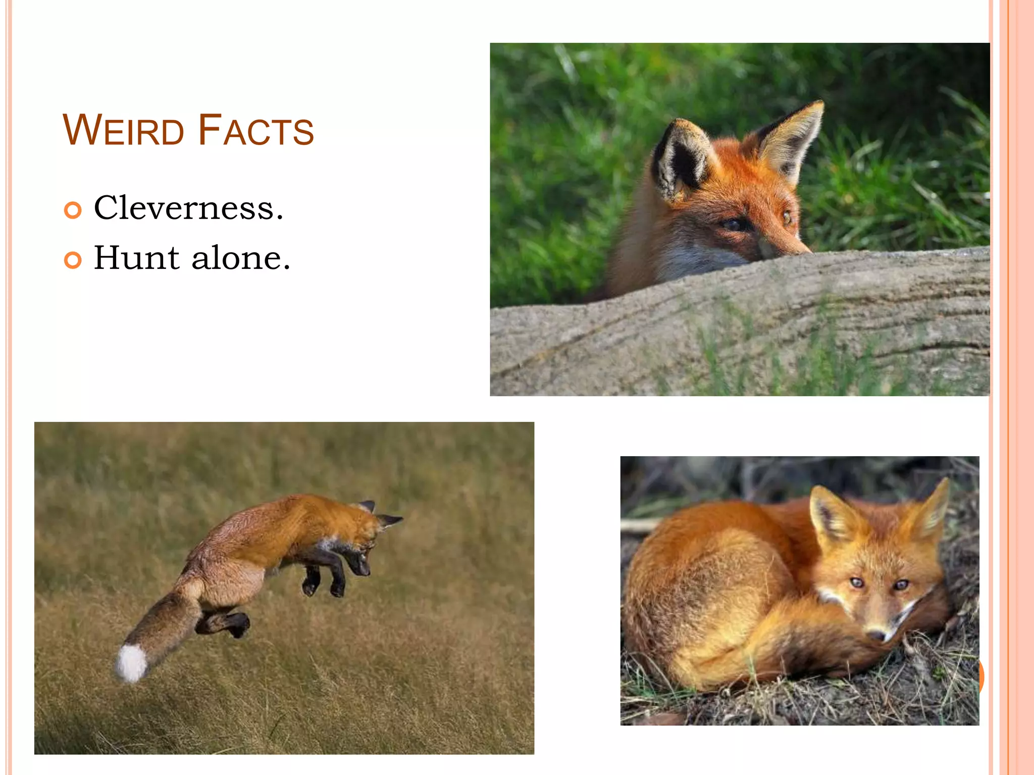 WEIRD FACTS
Cleverness.
Hunt alone.