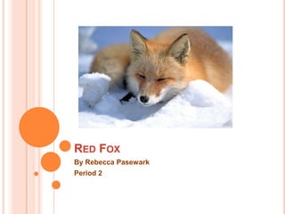 RED FOX
By Rebecca Pasewark
Period 2
 