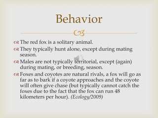 
 The red fox is a solitary animal.
 They typically hunt alone, except during mating
season.
 Males are not typically territorial, except (again)
during mating, or breeding, season.
 Foxes and coyotes are natural rivals, a fox will go as
far as to bark if a coyote approaches and the coyote
will often give chase (but typically cannot catch the
foxes due to the fact that the fox can run 48
kilometers per hour). (Ecology/2009)
Behavior
 
