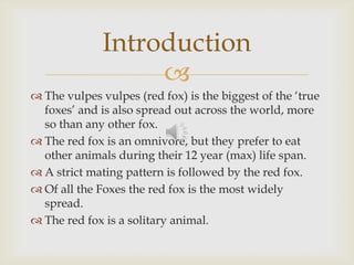 
 The vulpes vulpes (red fox) is the biggest of the ‘true
foxes’ and is also spread out across the world, more
so than any other fox.
 The red fox is an omnivore, but they prefer to eat
other animals during their 12 year (max) life span.
 A strict mating pattern is followed by the red fox.
 Of all the Foxes the red fox is the most widely
spread.
 The red fox is a solitary animal.
Introduction
 