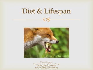 
Diet & Lifespan
Original image at:
http://www.sciencephoto.com/image
/387304/350wm/Z9320407-
Red_fox_eating_a_chick-SPL.jpg
 