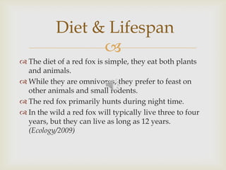 
 The diet of a red fox is simple, they eat both plants
and animals.
 While they are omnivores, they prefer to feast on
other animals and small rodents.
 The red fox primarily hunts during night time.
 In the wild a red fox will typically live three to four
years, but they can live as long as 12 years.
(Ecology/2009)
Diet & Lifespan
 