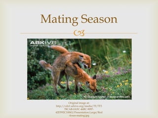 
Mating Season
Original image at:
http://cdn1.arkive.org/media/7F/7F3
78CAB-0A5C-46BC-9097-
42D592C10063/Presentation.Large/Red
-foxes-mating.jpg
 