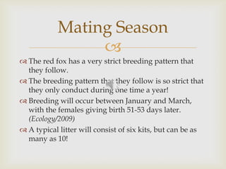 
 The red fox has a very strict breeding pattern that
they follow.
 The breeding pattern that they follow is so strict that
they only conduct during one time a year!
 Breeding will occur between January and March,
with the females giving birth 51-53 days later.
(Ecology/2009)
 A typical litter will consist of six kits, but can be as
many as 10!
Mating Season
 