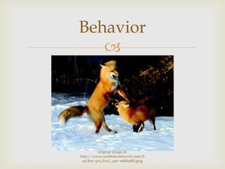 
Behavior
original image at:
http://www.northshorehwy61.com/b
m/bm~pix/fox1_opt~s600x600.jpeg
 