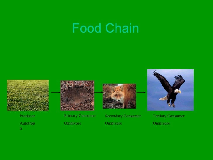 Which Organism In The Food Chain Is A Secondary Consumer Which Organism In The Food Chain Is A Secondary Consumer