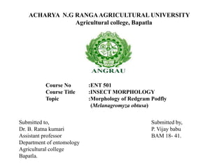ACHARYA N.G RANGAAGRICULTURAL UNIVERSITY
Agricultural college, Bapatla
Course No :ENT 501
Course Title :INSECT MORPHOLOGY
Topic :Morphology of Redgram Podfly
(Melanagromyza obtusa)
Submitted to,
Dr. B. Ratna kumari
Assistant professor
Department of entomology
Agricultural college
Bapatla.
Submitted by,
P. Vijay babu
BAM 18- 41.
 