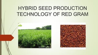 HYBRID SEED PRODUCTION
TECHNOLOGY OF RED GRAM
 