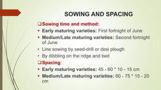 SOWING AND SPACING
Sowing time and method:
 Early maturing varieties: First fortnight of June
 Medium/Late maturing varieties: Second fortnight
of June
• Line sowing by seed-drill or desi plough
• By dibbling on the ridge and bed
Spacing:
 Early maturing varieties: 45 - 60 * 10 - 15 cm
 Medium/Late maturing varieties: 60 - 75 * 15 - 20
cm
 