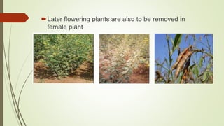 Later flowering plants are also to be removed in
female plant
 