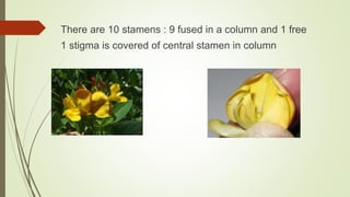 There are 10 stamens : 9 fused in a column and 1 free
1 stigma is covered of central stamen in column
 