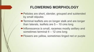 FLOWERING MORPHOLOGY
Petioles are short, slender, grouped and subtended
by small stipules
Terminal leaflets are on longer stalk and are longer
than laterals, leaflets are 5 – 10 cms long
Inflorescence is small, racemes mostly axillary and
sometimes terminal 4 – 12 cms long
Flowers are yellow, sometimes tinged red or purple
 