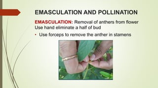 EMASCULATION AND POLLINATION
EMASCULATION: Removal of anthers from flower
Use hand eliminate a half of bud
• Use forceps to remove the anther in stamens
 