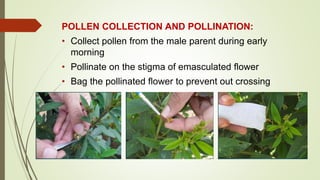 POLLEN COLLECTION AND POLLINATION:
• Collect pollen from the male parent during early
morning
• Pollinate on the stigma of emasculated flower
• Bag the pollinated flower to prevent out crossing
 