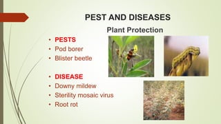 PEST AND DISEASES
Plant Protection
• PESTS
• Pod borer
• Blister beetle
• DISEASE
• Downy mildew
• Sterility mosaic virus
• Root rot
 