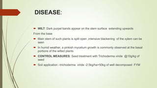 DISEASE:
 WILT: Dark purpel bands appear on the stem surface extending upwards
From the base
 Main stem of such plants is split open ,intensive blackening of the xylem can be
seen
 In humid weather, a pinkish mycelium growth is commonly observed at the basal
portions of the wilted plants
 CONTROL MEASURES: Seed treatment with Trichoderma viride @10g/kg of
seed
 Soil application –trichoderma viride -2.5kg/ha+50kg of well decomposed FYM
 