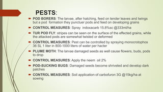PESTS:
 POD BORERS: The larvae, after hatching, feed on tender leaves and twings
but a pod formation they punctuer pods and feed on developing grains
 CONTROL MEASURES: Spray indoxacarb 15.8%sc @333ml/ha
 TUR POD FLY: stripes can be seen on the surface of the effected grains, while
the attacked pods are somewhat twisted or deformed
 CONTROL MEASURES: Pest can be controlled by spraying monocrotophos
36 SL 1 liter in 800-1000 liters of water per hacter
 PLUME MOTH: The larvae damaged seeds as well cause flowers, buds, pods
to drop
 CONTROL MEASURES: Apply the neem oil 2%
 POD-SUCKING BUGS: Damaged seeds become shriveled and develop dark
patches
 CONTROL MEASURES: Soil application of carbofuron 3G @15kg/ha at
sowing
 