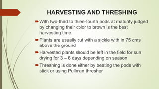 HARVESTING AND THRESHING
With two-third to three-fourth pods at maturity judged
by changing their color to brown is the best
harvesting time
Plants are usually cut with a sickle with in 75 cms
above the ground
Harvested plants should be left in the field for sun
drying for 3 – 6 days depending on season
Threshing is done either by beating the pods with
stick or using Pullman thresher
 
