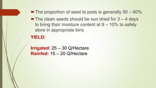 The proportion of seed to pods is generally 50 – 60%
The clean seeds should be sun dried for 3 – 4 days
to bring their moisture content at 9 – 10% to safely
store in appropriate bins
YIELD:
Irrigated: 25 – 30 Q/Hectare
Rainfed: 15 – 20 Q/Hectare
 