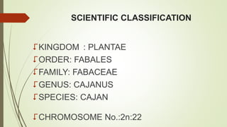 SCIENTIFIC CLASSIFICATION
KINGDOM : PLANTAE
ORDER: FABALES
FAMILY: FABACEAE
GENUS: CAJANUS
SPECIES: CAJAN
CHROMOSOME No.:2n:22
 