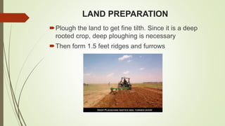 LAND PREPARATION
Plough the land to get fine tilth. Since it is a deep
rooted crop, deep ploughing is necessary
Then form 1.5 feet ridges and furrows
 