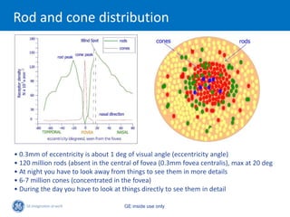 Rod and cone distribution




• 0.3mm of eccentricity is about 1 deg of visual angle (eccentricity angle)
• 120 million rods (absent in the central of fovea (0.3mm fovea centralis), max at 20 deg
• At night you have to look away from things to see them in more details
• 6-7 million cones (concentrated in the fovea)
• During the day you have to look at things directly to see them in detail

                                     GE inside use only
 