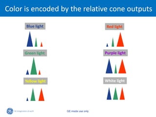 Color is encoded by the relative cone outputs

      Blue light                           Red light




      Green light                         Purple light




      Yellow light                        White light




                     GE inside use only
 