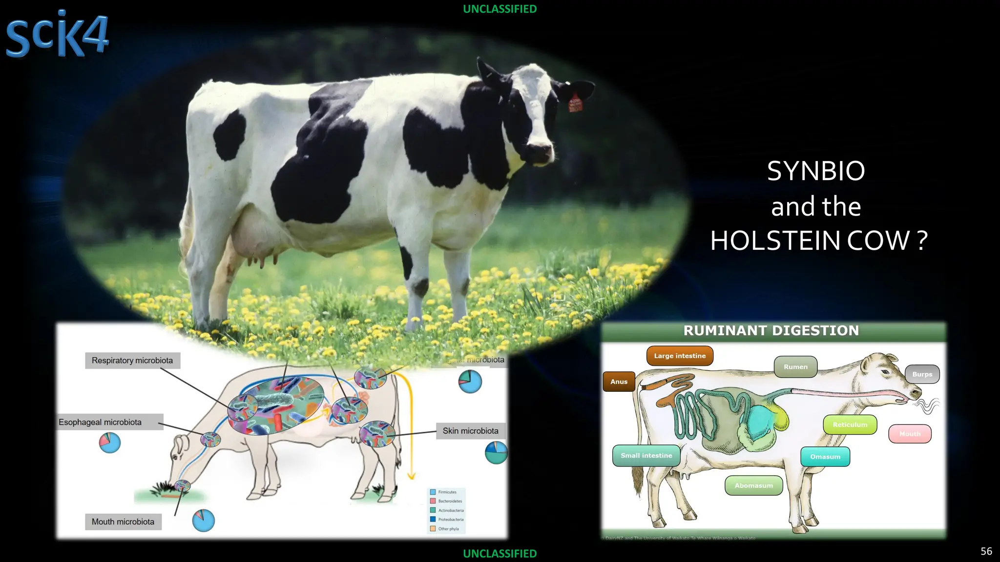 56
UNCLASSIFIED
UNCLASSIFIED
SYNBIO
and the
HOLSTEIN COW ?
 