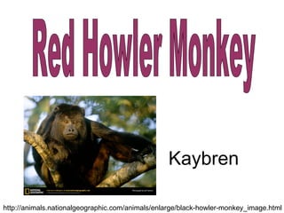 Red Howler Monkey Kaybren http://animals.nationalgeographic.com/animals/enlarge/black-howler-monkey_image.html 