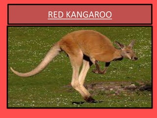 RED KANGAROO
 