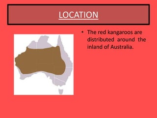 LOCATION
    • The red kangaroos are
      distributed around the
      inland of Australia.
 