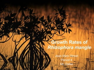 Growth Rates of  Rhizophora mangle Jean Marc Street Period 4 Mr. Dalke 