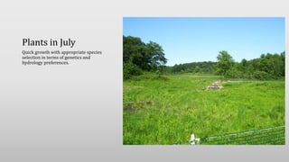 Plants in July
Quick growth with appropriate species
selection in terms of genetics and
hydrology preferences.
 