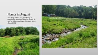 Plants in August
The steep cobble and gravel seep is
completely shrouded in native plants, as
well as the areas of bank that have steep
slopes (1:1).
Main Known Seep
Flat Seep
 