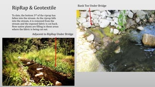 RipRap & Geotextile
To date, the bottom 3rd of the riprap has
fallen into the stream. As the riprap falls
into the stream, it is removed from the
stream and the exposed fabric is cut back.
Now native plants are filling in these areas
where the fabric is being cut out.
Bank Toe Under Bridge
Adjacent to RipRap Under Bridge
 