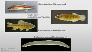 16
Rhinichthys obtusus (Blacknose Dace)
Fundulus dispar
(Northern Starhead Topminnow)
Erimyzon sucetta (Lake Chubsucker)
Ichthyomyzon castaneus (Chestnut Lamprey)
All fish photos by Dr. Phil Willink
J.G. Shedd Aquarium
 