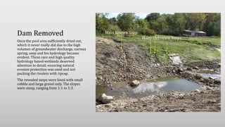 Dam Removed
Once the pool area sufficiently dried out,
which it never really did due to the high
volumes of groundwater discharge, various
spring, seep and fen hydrology became
evident. These rare and high quality
hydrology based wetlands deserved
attention to detail; ensuring natural
erosion protection was used and not
packing the rivulets with riprap.
The revealed seeps were lined with small
cobble and large gravel only. The slopes
were steep, ranging from 1:1 to 1:3.
Main Known Seep
Many Unknown Seeps
 