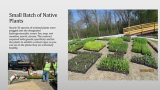 Small Batch of Native
Plants
Nearly 50 species of wetland plants were
plugged into the designated
hydrogeomorphic zones: fen, seep, wet
meadow, marsh, stream. The contract
required both genetic specificity and for
the plants to exhibit a robust vigor, as you
can see in the photo they are extremely
healthy.
 