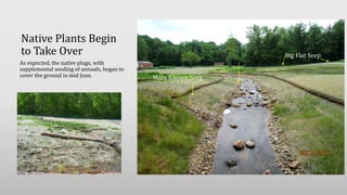 Native Plants Begin
to Take Over
As expected, the native plugs, with
supplemental seeding of annuals, began to
cover the ground in mid June. Main Known Seep
Big Flat Seep
 