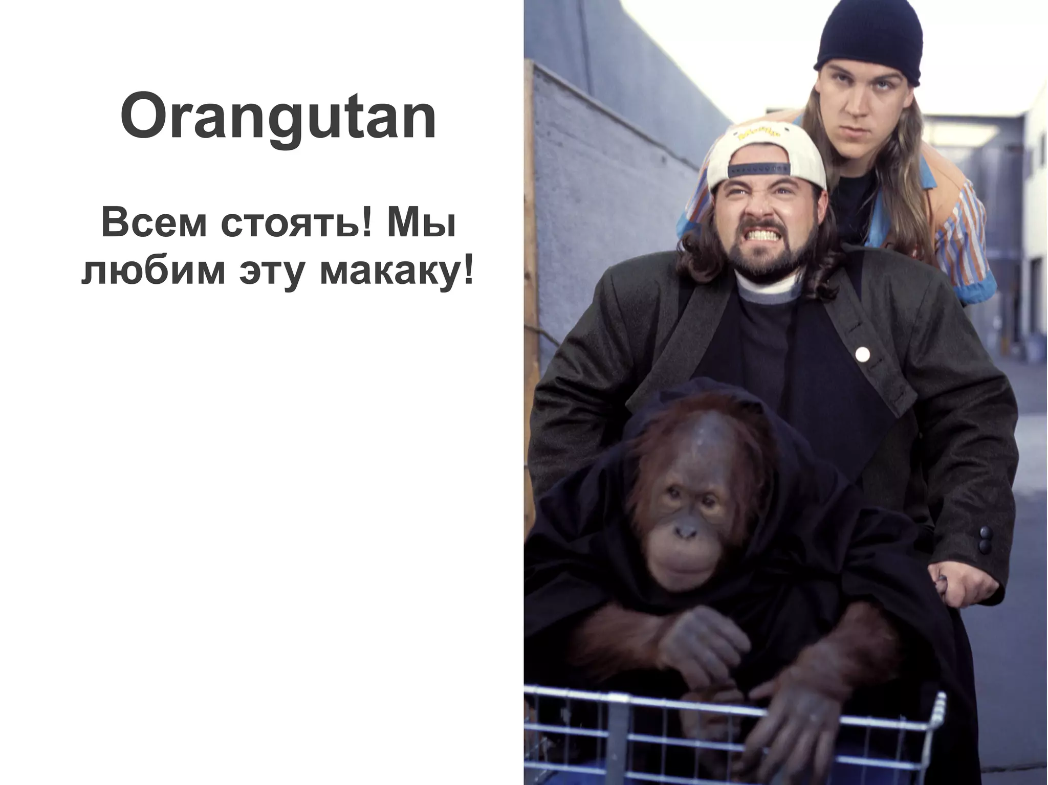 Orangutan
 Всем стоять! Мы
любим эту макаку!
 