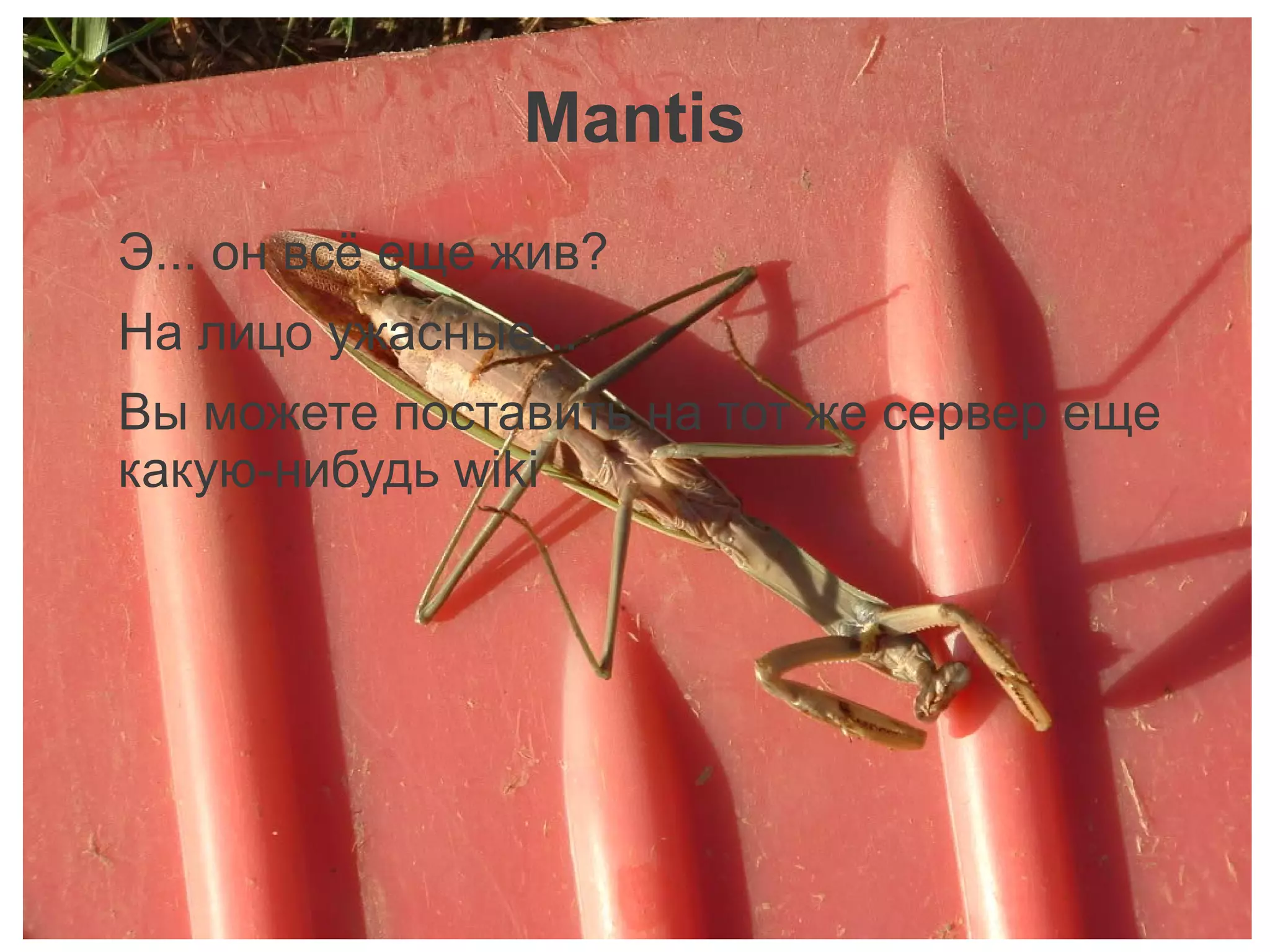 Mantis
Э... он всё еще жив?
На лицо ужасные...
Вы можете поставить на тот же сервер еще
какую-нибудь wiki
 