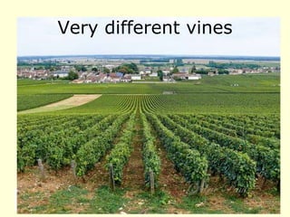 Very different vines
 